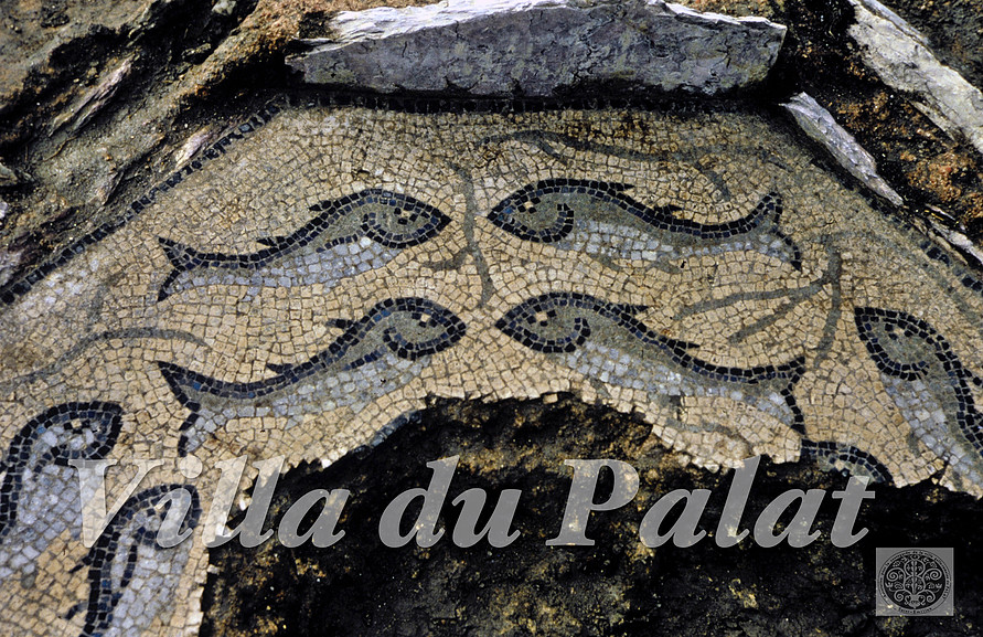 Mosaic: FISH