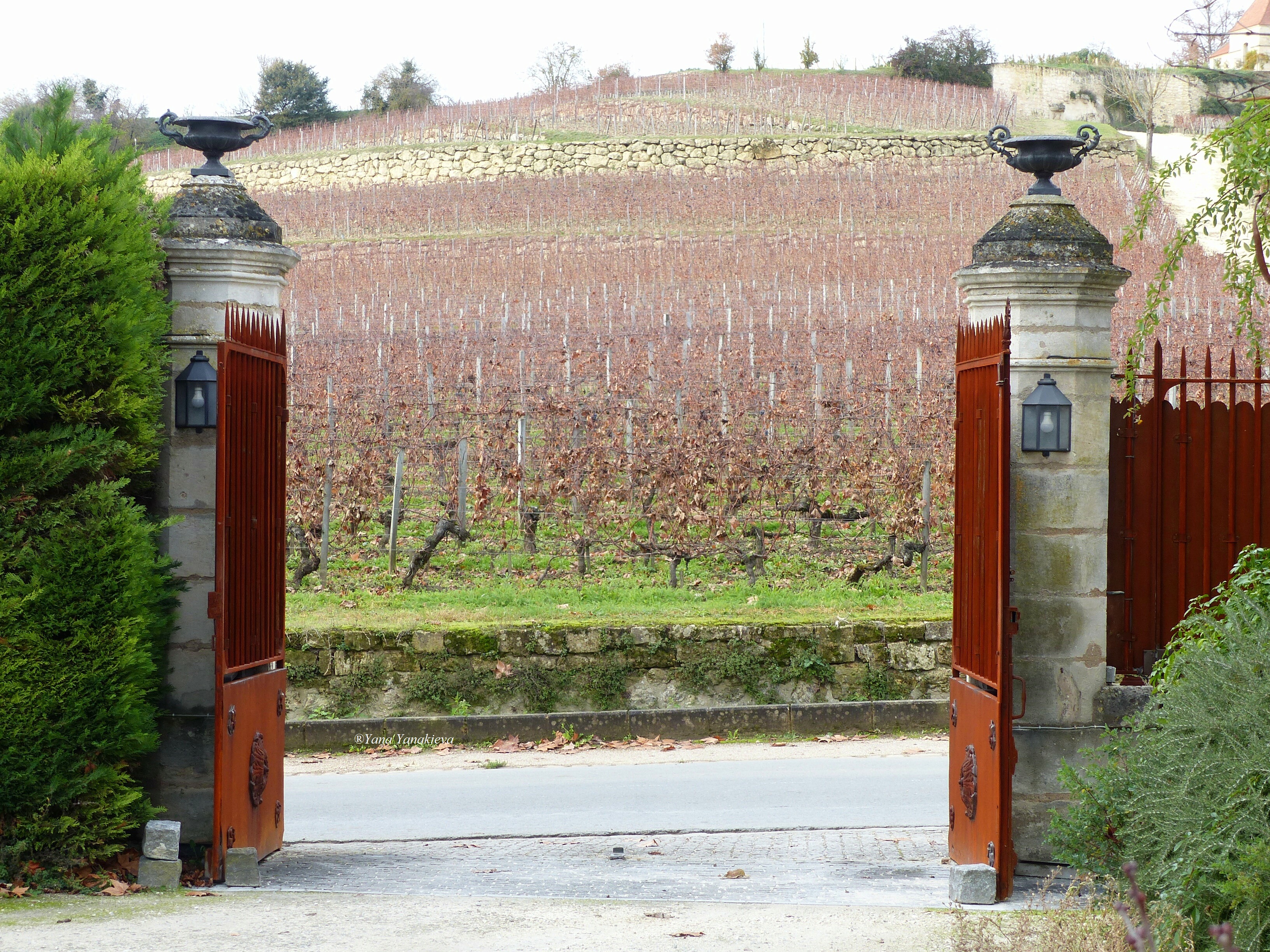 Overview on the vineyard, Place called "The Palat", 27/11/18