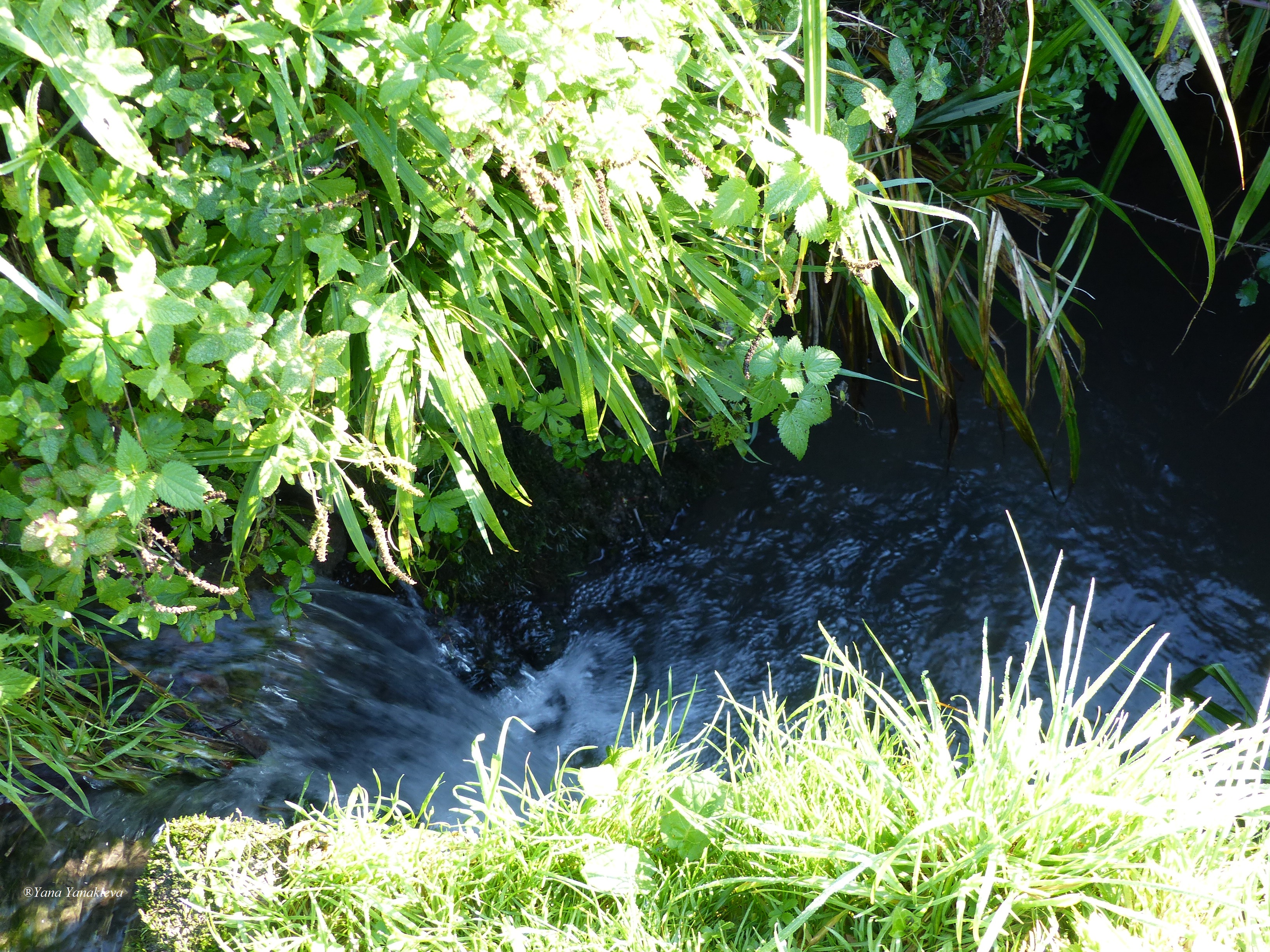 The stream