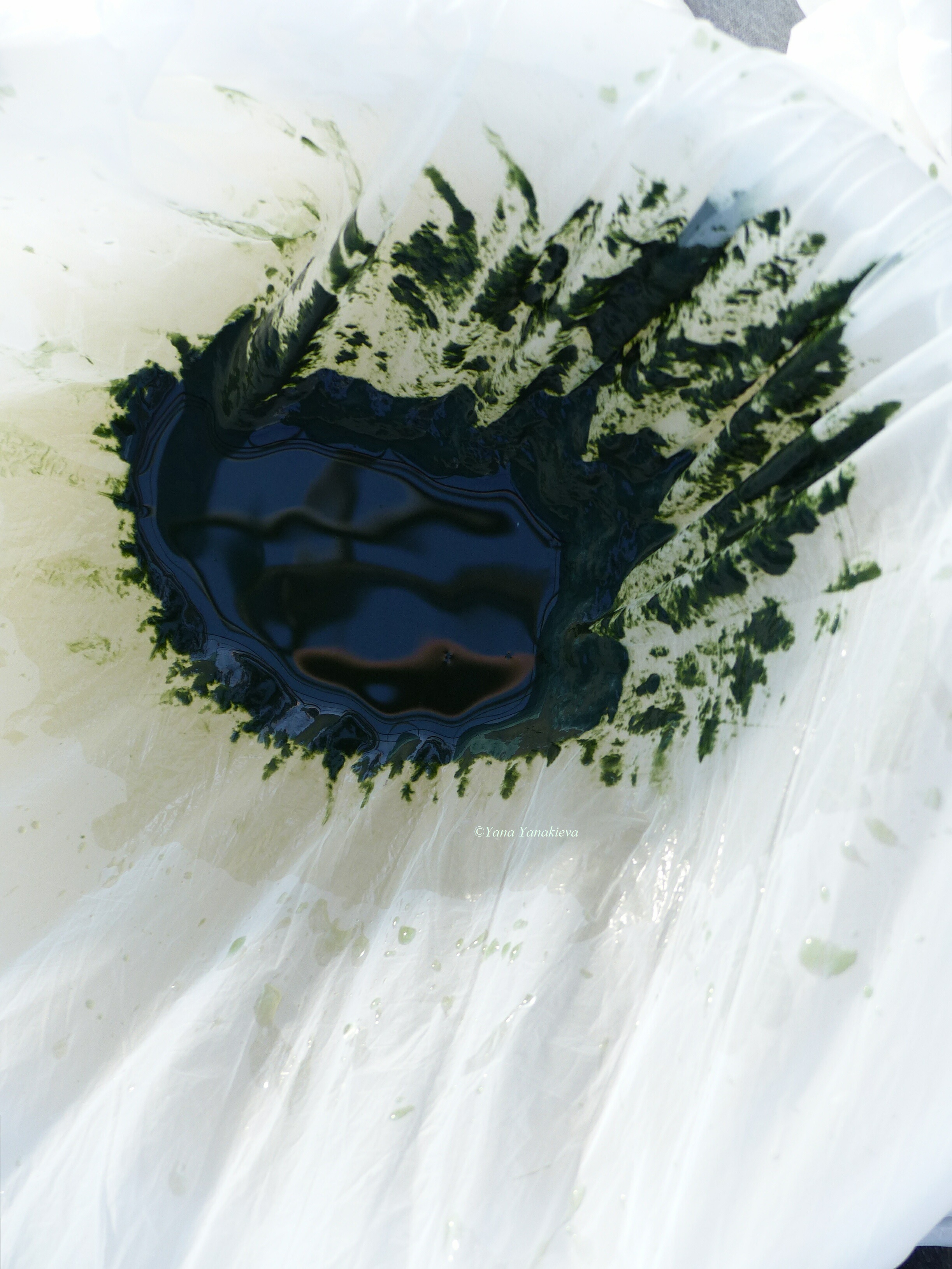 SPIRULINE FRAICHE