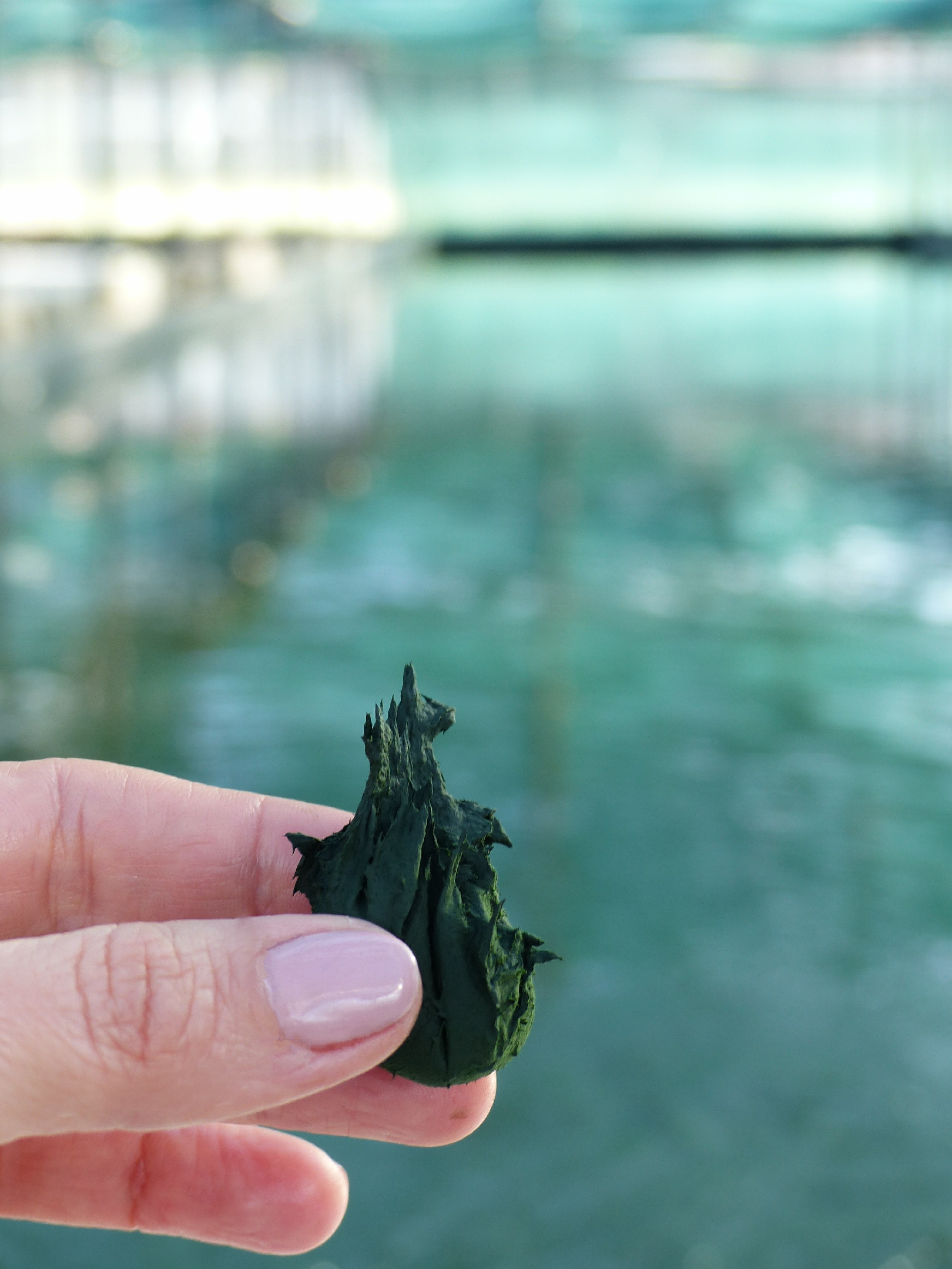 SPIRULINE FRAICHE