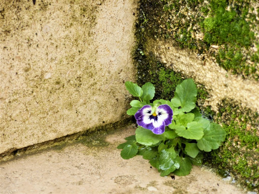 A violet sprouted in the cracks of the limestone stairs