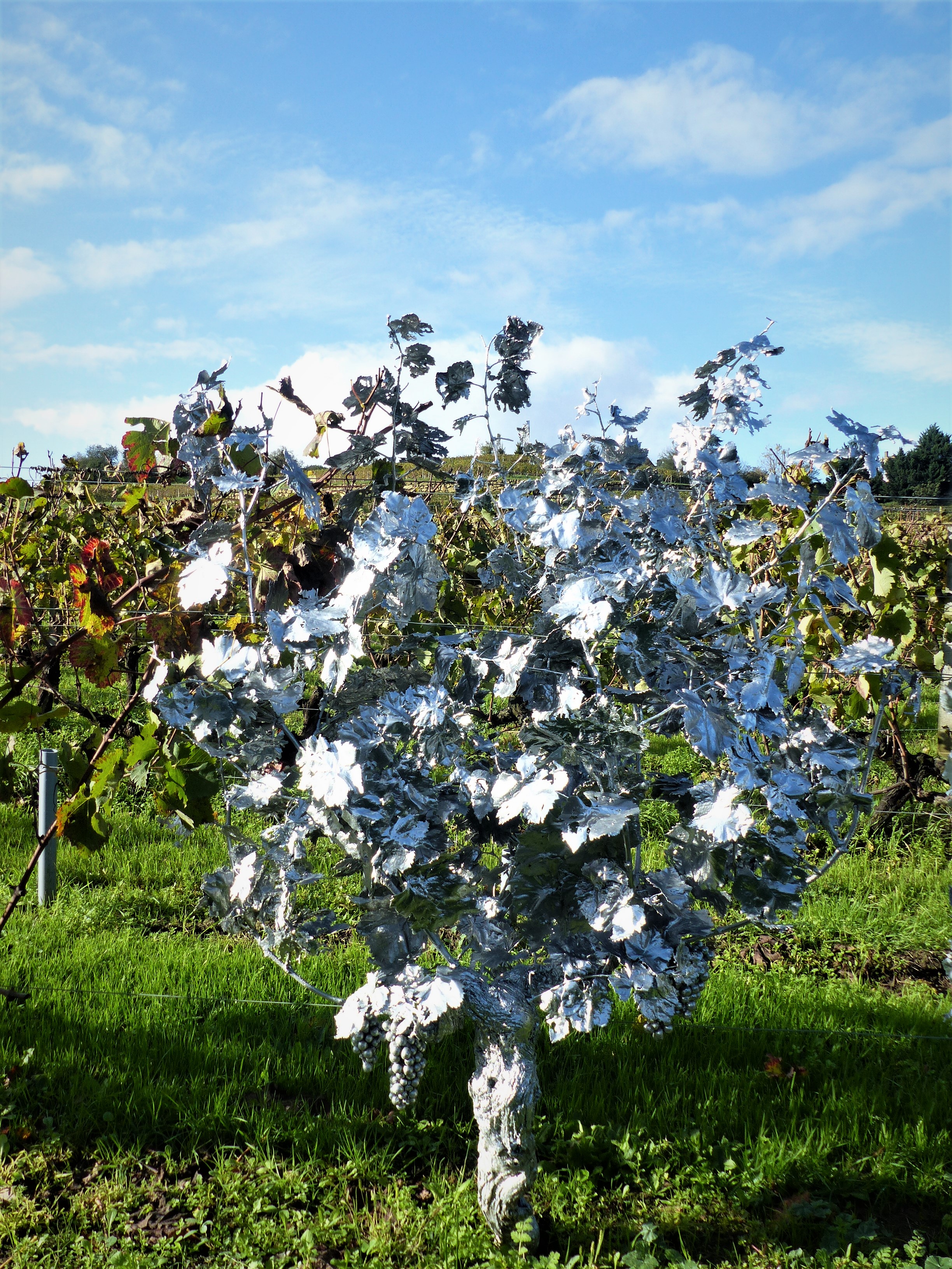Philippe Pasqua's silver vine