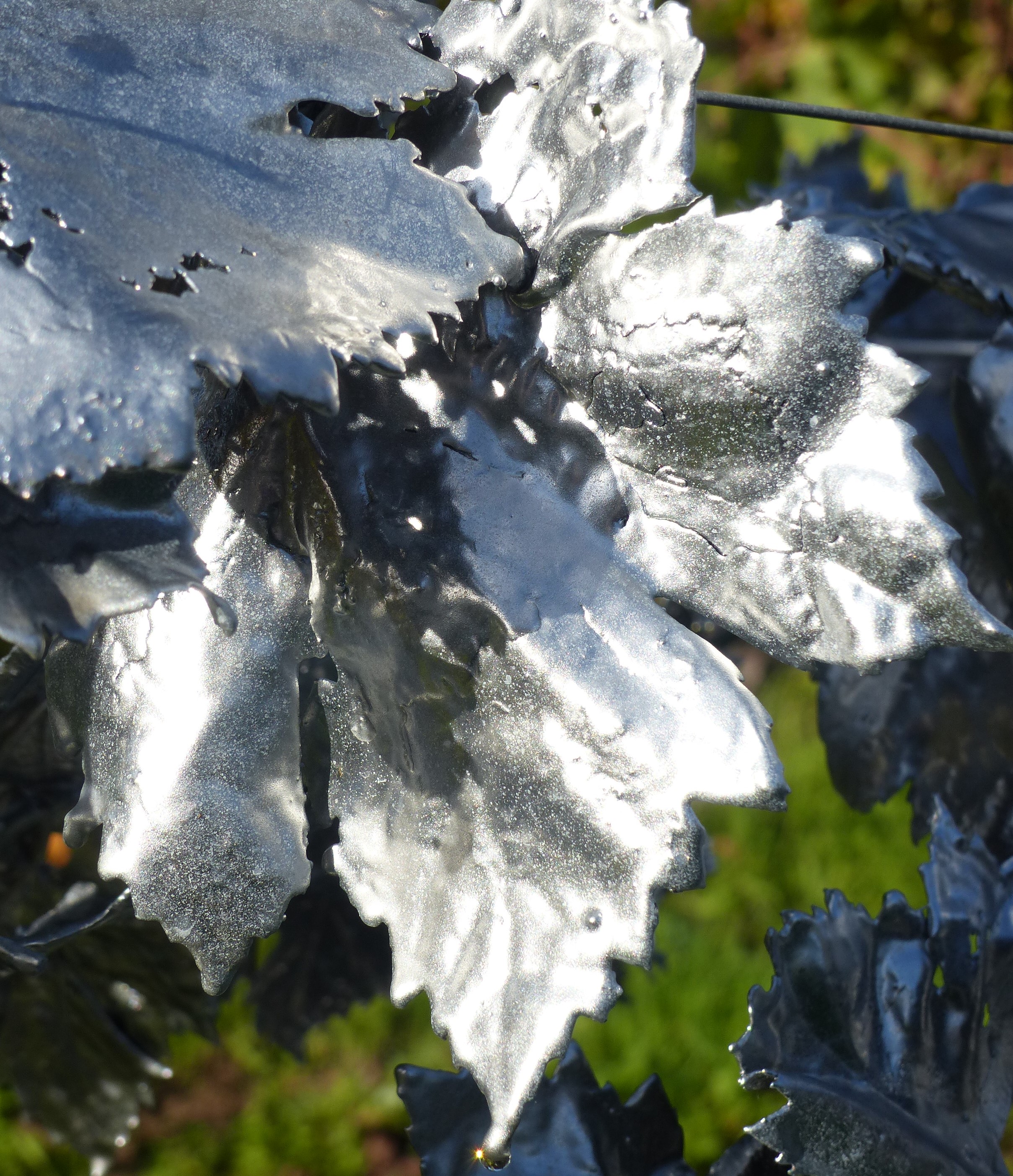 Vine leaf 'Caber-lot'