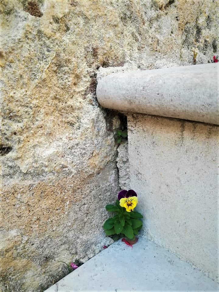 A violet sprouted in the cracks of the limestone stairs